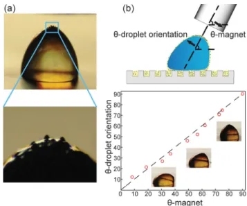 FIG. 2. (a) Symmetric magnet configuration. Magnetic particles cluster over the cloaked water droplet and orient themselves to be directly underneath the region of highest magnetic field intensity