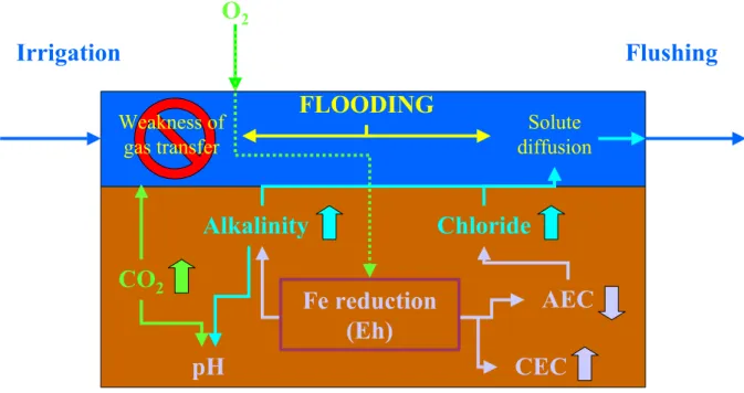 Figure 9. Représentation schématique du fonctionnement biogéochimique des sols  rizicoles sous l’influence de la submersion 