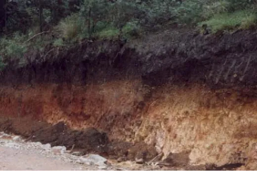 Figure 2: Superposition of a thick, black organic horizon above ‘lateritic’ material, forming the  typical Nilgiri Andisols near Avalanche (11°17’56”N, 76°35’57”E, 2100 m)