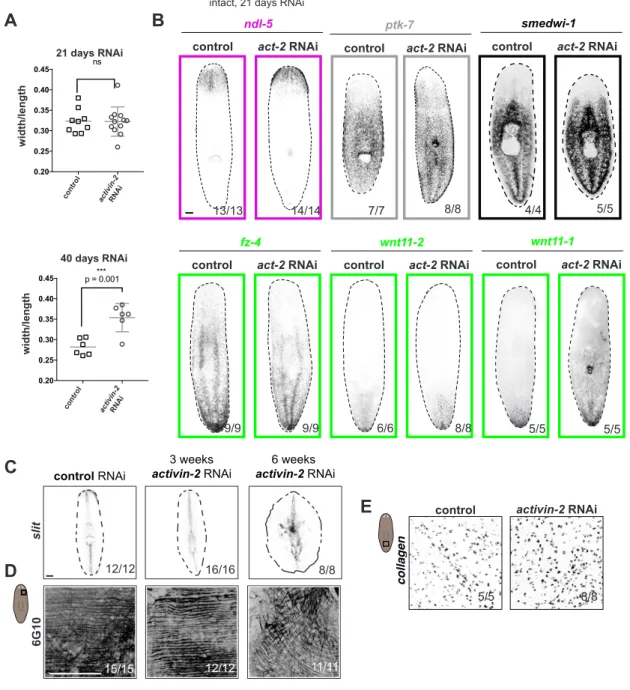 Figure S2.2 control act-20.200.250.300.350.400.45width/length21 days RNAins control act-20.200.250.300.350.400.45width/lengthp = 0.001***40 days RNAi21 days RNAi 40 days RNAiwidth/lengthwidth/length
