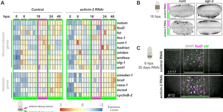 Figure S2.3 Expression  z-score30-2hpa:061824 48Wound-induced genes