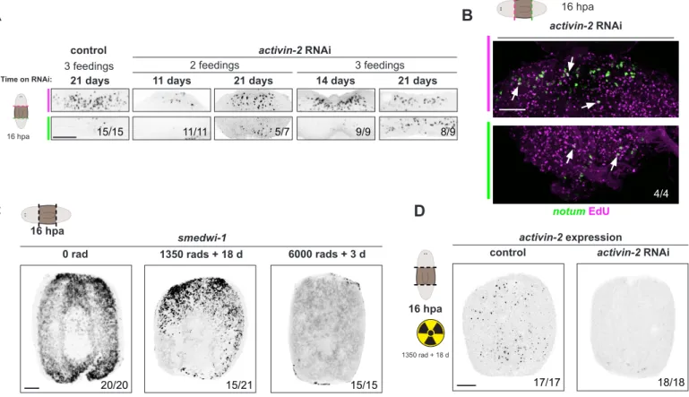 Figure S2.5 activin-2 RNAi notum EdU16 hpa 4/4B activin-2 RNAicontrolactivin-2 expression