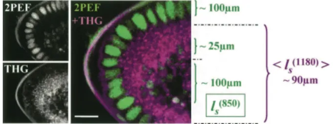 Fig. 1. Optical properties of early Drosophila embryos investigated by 2PEF– THG microscopy