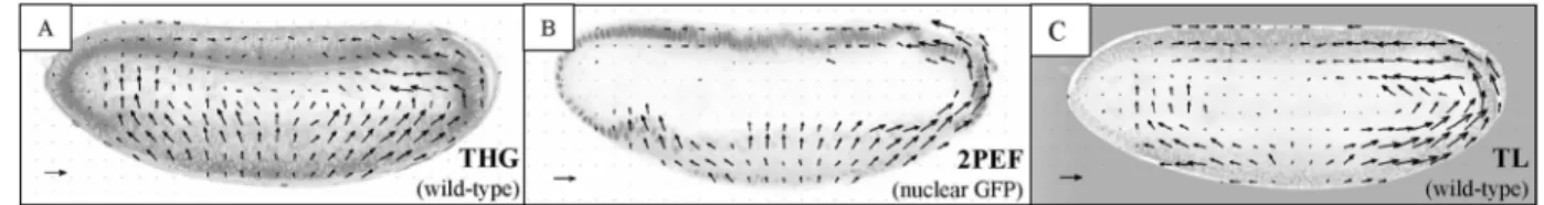Fig. 3. A, Velocimetric THG microscopy provides in vivo a micrometer-scale description of morphogenetic movements through entire unstained wild-type embryos