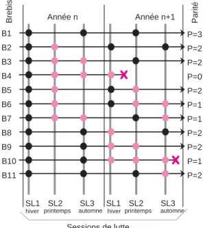 Figure 1. Diversité des trajectoires productives de brebis : l’exemple du rythme de reproduction avec 3 agnelages en 2 ans (d’après Cournut 2001)