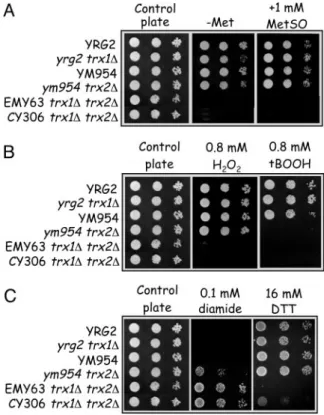 Fig. 1. CY306 yeast cells are true trx1 ⌬ trx2 ⌬ mutants regarding Met auxotrophy and sensitivity to oxidative stress