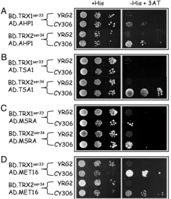 Fig. 2. CY306, but not the classical YRG2 strain, efficiently reports Y2H interactions involving thioredoxins