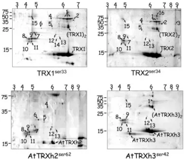 Table 1. Comparative analysis between His-TAC and Y2H methods to efficiently reveal specific TRX 兾 target complexes in trx1 ⌬ trx2 ⌬ yeast mutants
