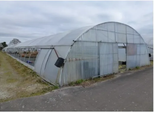 Figure I.1 : Une serre tunnel [6]. 