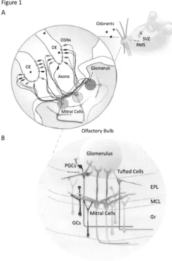 Figure  1. Synaptic  organization  of olfactory  pathways