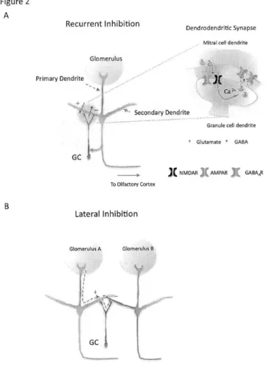 Figure 2.  Interaction between  mitral and granule  cells  allows  for two  types  of neural computation.