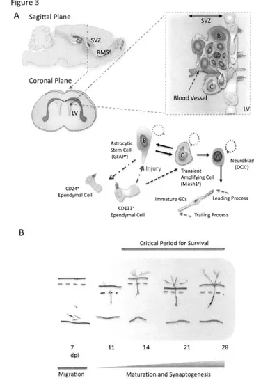 Figure  3 A  sagittal  Plane G  SVZ Coronal  Plane Astrocytic Stem Cell Neurobla 11 Injury  ,0  Transient  (DCX* 0  Amplifying  Cell (Mashl*) CD241 Ependymal  Cell