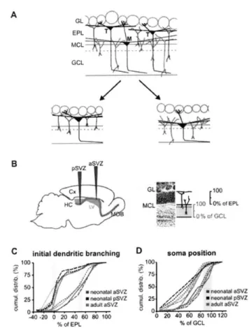 Figure  1. Distinct  Precursors Gave  Rise  to  Separate  Populations  of GCs  with  Initial Branching of the Apical  Dendrite  in Different  Laminae of the EPL