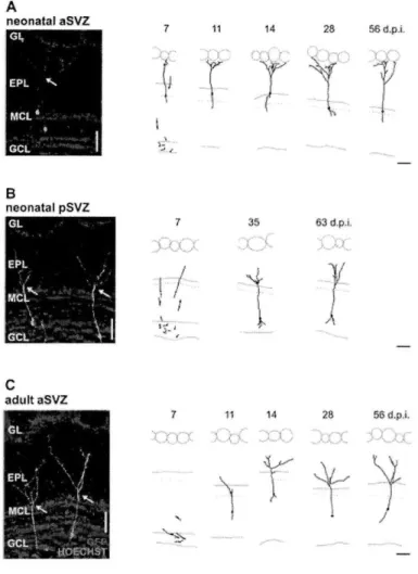 Figure 2.  GC Reconstructions  Revealed  Lamina-Specific  Dendritic  Targeting
