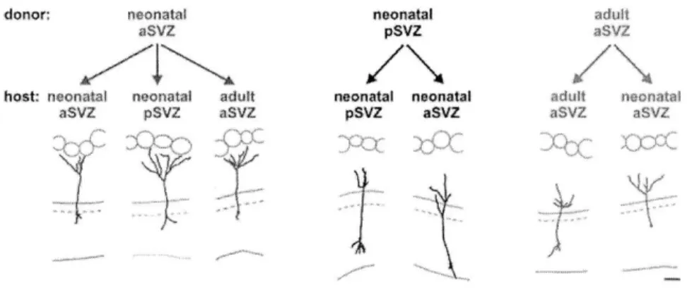 Figure  6.  Reconstructions  of  Transplanted  GCs  Revealed  That Specific  Dendritic Targeting after  Transplantation