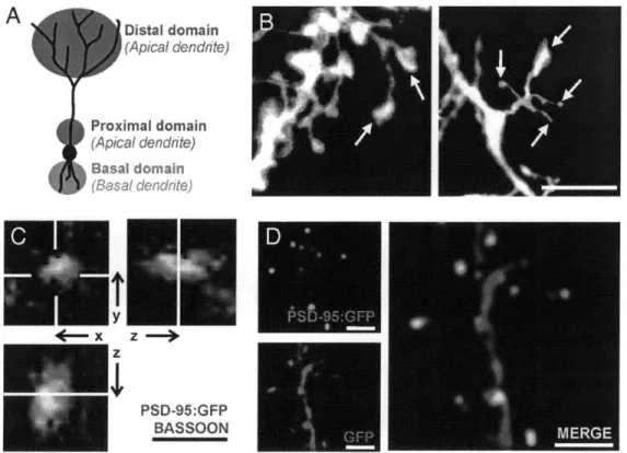 Figure 1 Distal  domain (Apical dendrite) Proximal  domain (Apical dendrite) Basal  domain (Basal dendrite) *-  Nyox   z--PSD-95:GFP BASSOON