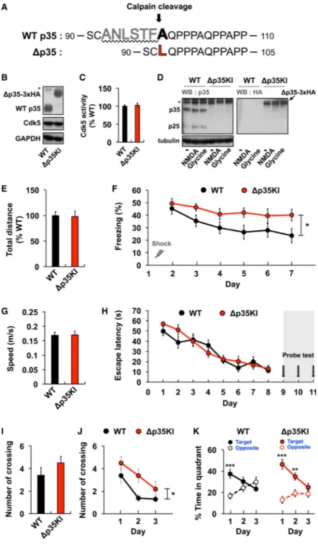 Figure 2. Normal Learning but Impaired Memory Extinction in Δp35KI Mice (A) Strategy for generating the calpain-mediated, cleavage-resistant p35 protein.