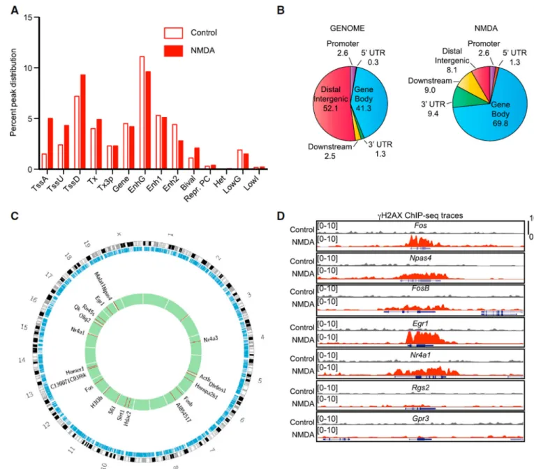 Figure 2. Neuronal Activity-Induced DNA DSBs Form at Early-Response Genes (A) Genomic regions were categorized into 14 distinct chromatin states based on 