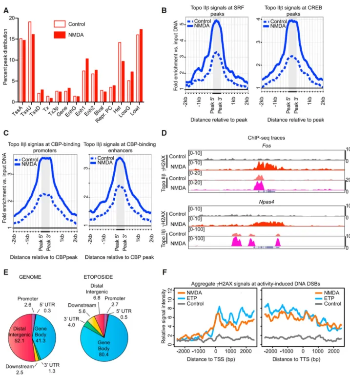 Figure 4. Genome-wide Topo IIβ DNA Cleavage Patterns Coincide with the Sites of Neuronal  Activity-Induced DSBs