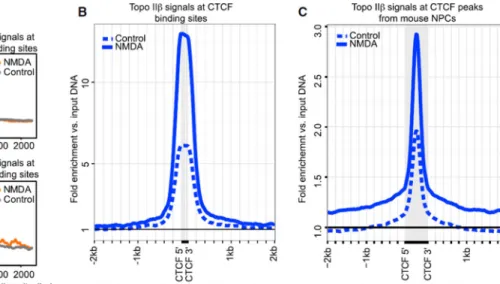 Figure 5. Activity-Induced DNA DSBs Occur within Topological Domains Defined by CTCF  Binding