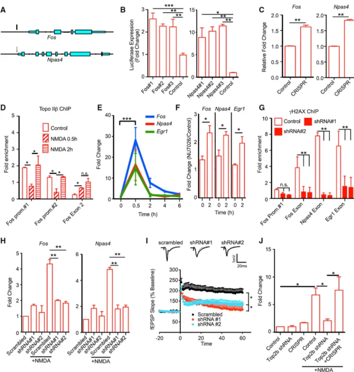 Figure 6. Topo IIβ-Mediated DNA DSBs Govern the Expression of Early-Response Genes  Following Neuronal Activity