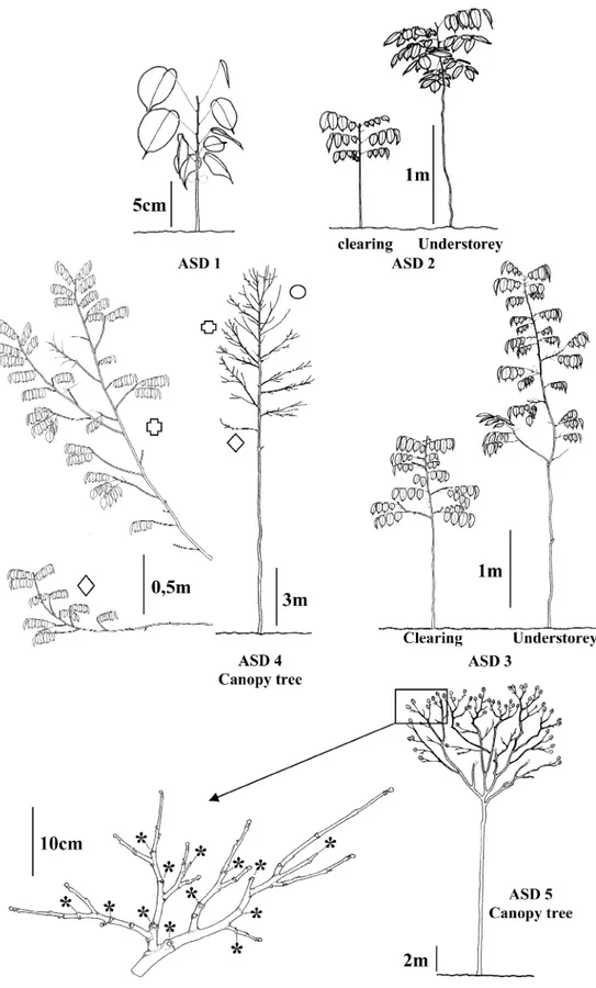 Figure 1. The architectural stages of development (ASD) of Dicorynia guianensis in three contrasting light environments (forest understorey, forest canopy and clearing)