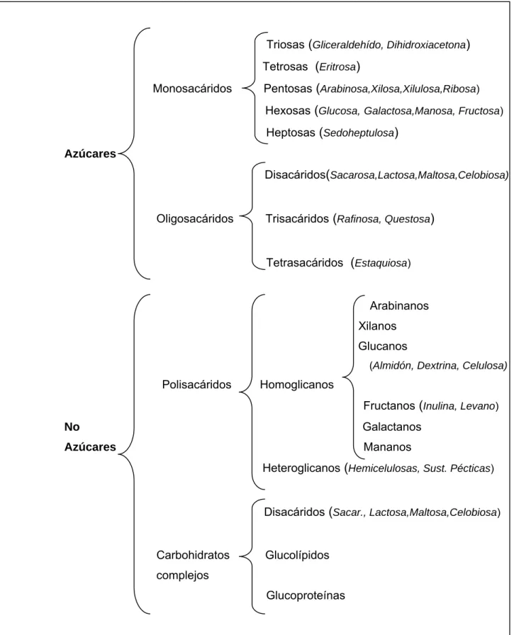 Figura I. 1.  Clasificación de los carbohidratos (adaptado de Mc Donald et  al.,1995) 