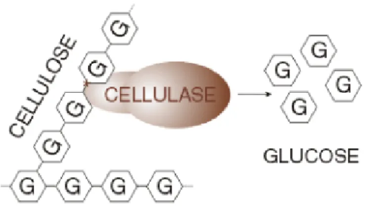 Figura I. 3. Representación esquemática de la destrucción de los enlaces  glicosídicos de la celulosa por una enzima celulasa