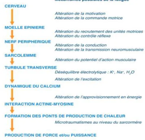 Figure 1.7 : la fatigue selon le schéma d’Edwards (1983). 