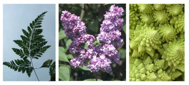 Figure 1: Examples of plants showing remarkably self-similar branching structures: a fern leaf, a compound inflorescence (lilac), and a romanesco broccoli.