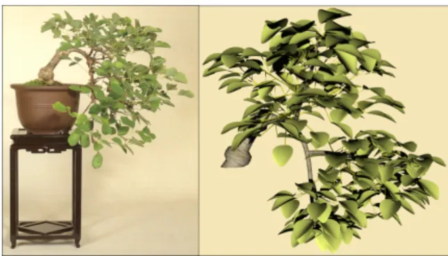 Figure 14: Bonsai 5: sankan style, with three branches orig- orig-inating at the same point