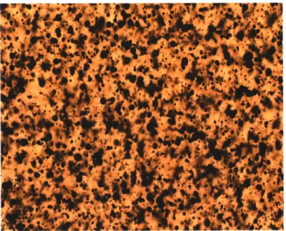 Figure 3: A  5x  magnification  of  1%  by volume  Nickel  Zinc Ferrite particle loaded  SMP  matrix