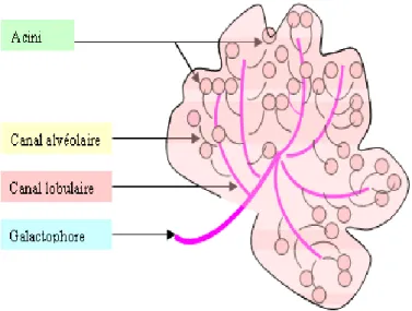 Fig. 2. Représentation schématique d’un lobe glandulaire (Marieb, 1999). 