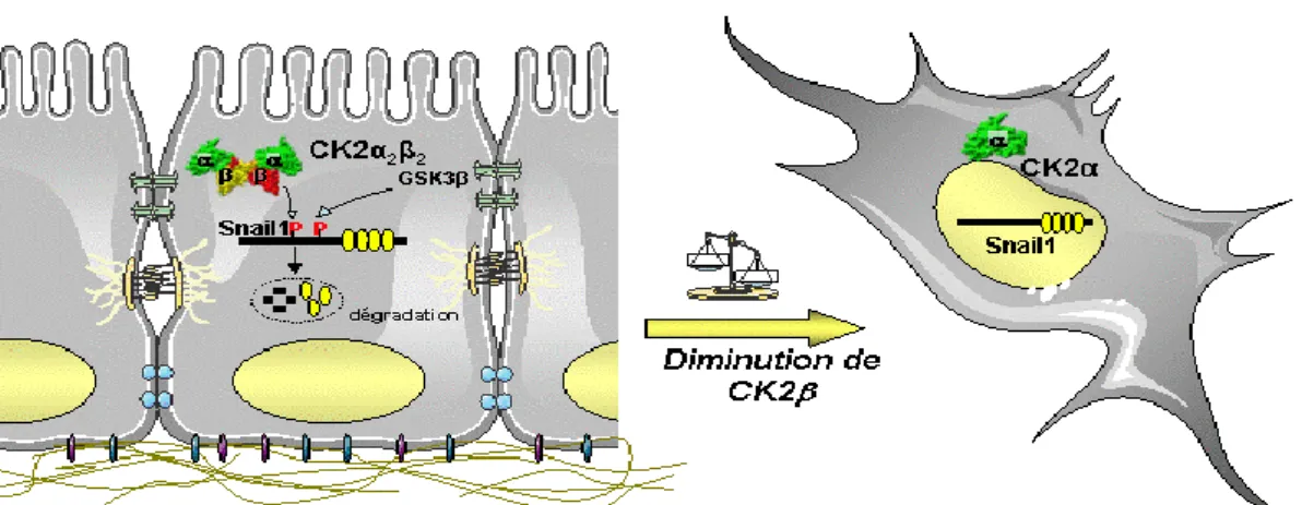 Fig. 5. Rôle des protéines CK2 dans le phénomène « Epithelial-to- Epithelial-to-Mesenchymal Transition» (EMT) 