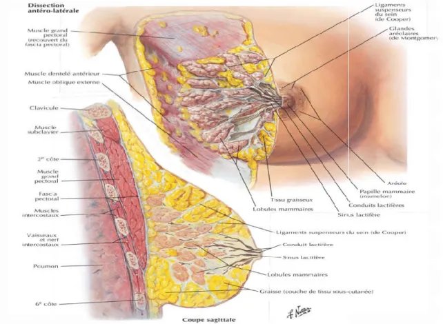 Figure 01 : Anatomie du sein