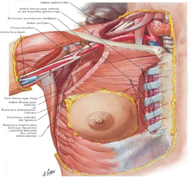 Figure 02 : Artères de la glande mammaire (Frank et al., 2011). 