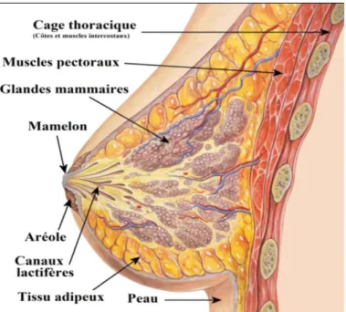 Figure 1 : Structure de la glande mammaire (Bastian ,2001). 