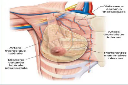 Figure 2 : Vascularisations du sein (Agur et al ,2009) 