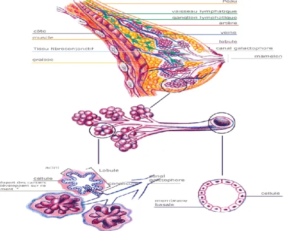 Figure 4 : anatomie et organisation histologique de la glande mammaire (Bastian ,2001)