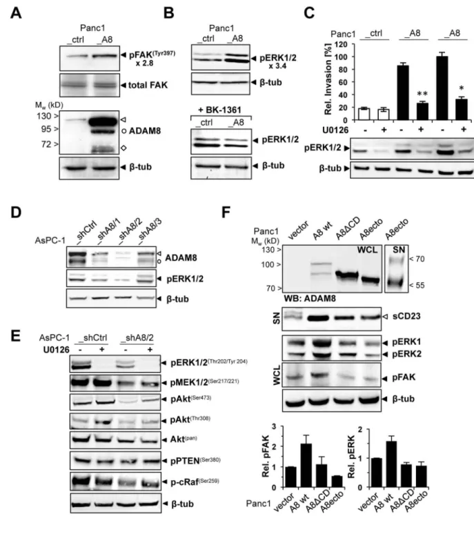 Figure 5. ADAM8 intracellular kinase signalling