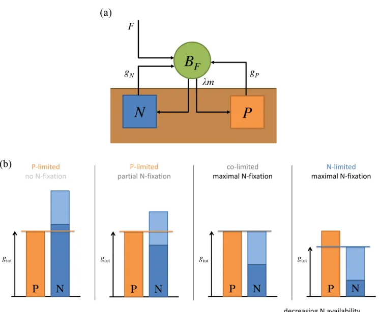 Figure 1: (a) Flow diagram of the model. (b) Schematic representation of how soil P availability (orange), soil N availability (dark blue) and maximal N-fixation (light blue) combine in Liebig’s law to determine the growth g tot , uptake and fixation rates