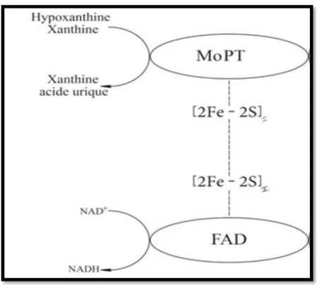 Figure 10 : Représentation du mécanisme réactionnel de la Xanthine Oxydase [53]. 