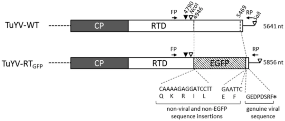 Figure 1. Schematic representation of the coat protein (CP) and the readthrough domain (RTD)- (RTD)-encoded open reading frame (ORF) at the 3′ of the wild-type polerovirus Turnip yellows virus (TuYV)  TuYV-WT and the recombinant TuYV-RT GFP 