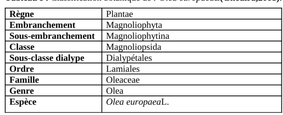 Tableau I : Classification botanique de l’Olea europaeaL(Ghedira,2008).