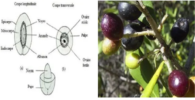 Figure 02 : Aspect morphologique de l’olive.
