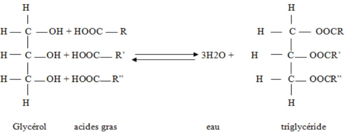 Tableau IV : composition en acide gras d’huile d’olive(Pinatel et   al    ., 2014).