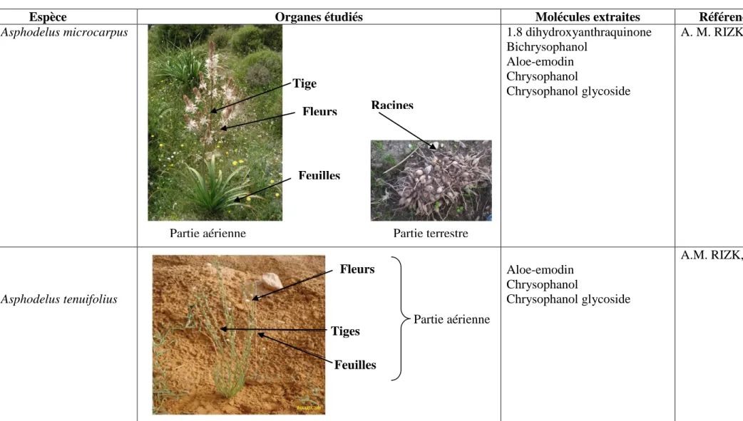 Tableau 3 : Quelques données chimiques sur d’Asphodelus microcarpus et  d’Asphodelus tenuifolius.