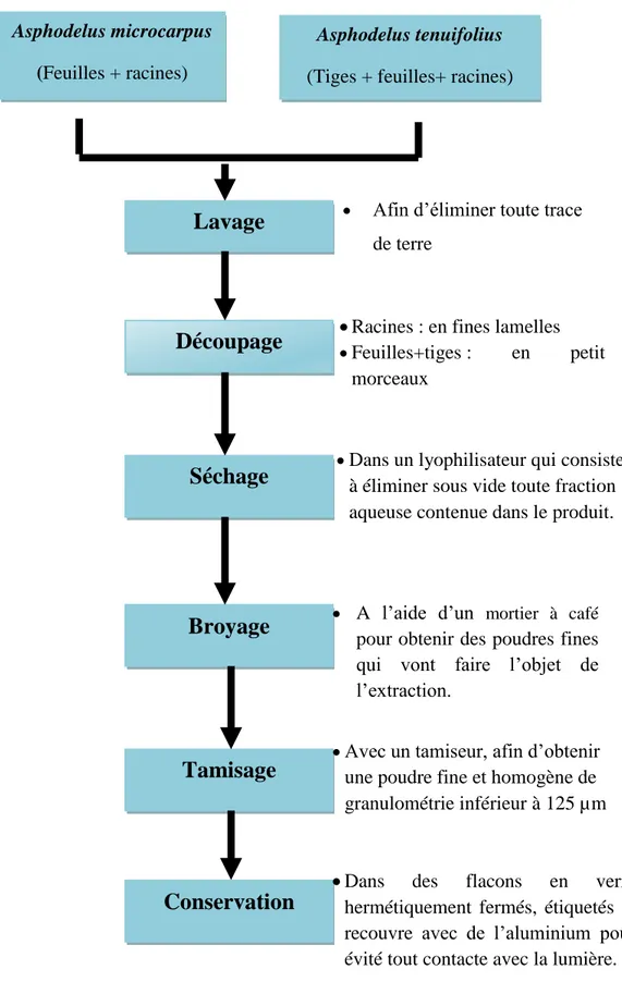 Figure 04 : Schéma récapitulatif des étapes de traitements initiaux des     échantillons Lavage Tamisage Broyage Découpage Séchage 