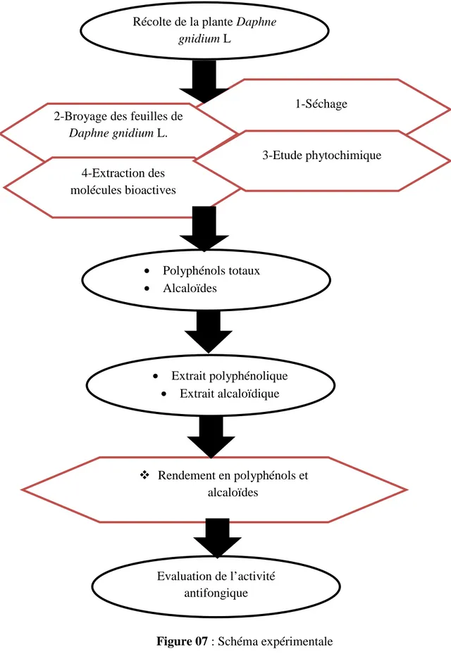 Figure 07 : Schéma expérimentaleRécolte de la plante Daphne