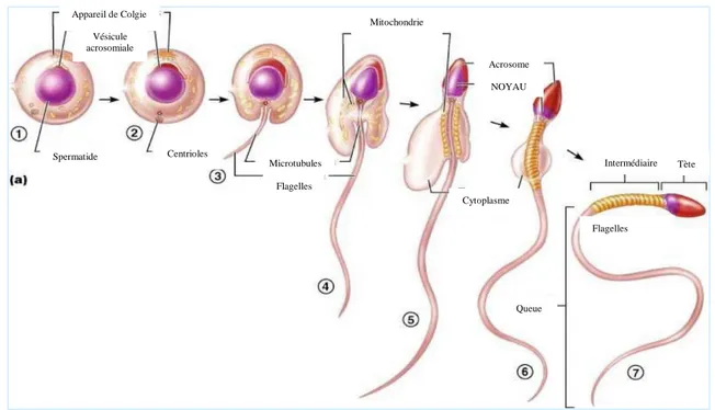 Figure 05: La spermatogenèse (Blanc  et al, 2002). 